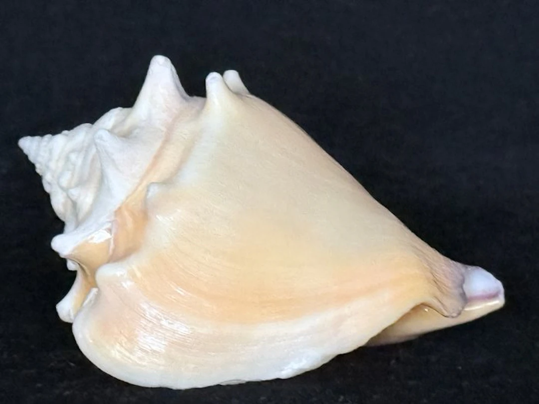 Sea Snail Sea shell - S-622 STROMBUS PUGILIS (No reserve price)