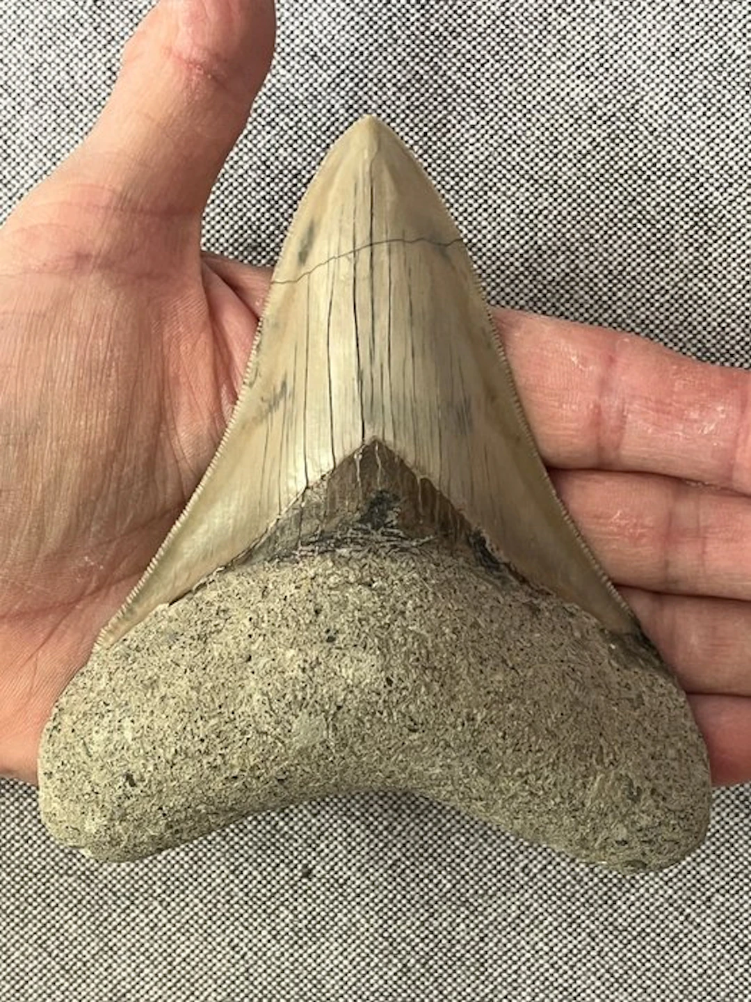 Megalodon tooth 12,3 cm - Fossil tooth - Carcharocles megalodon
