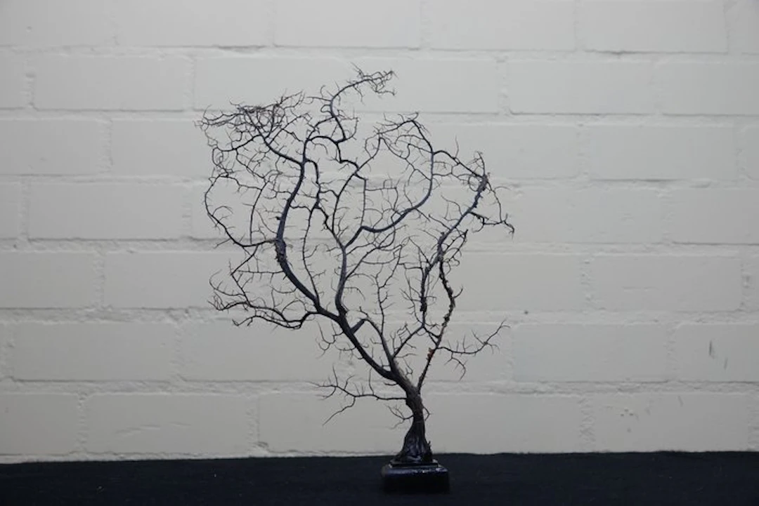 Fine Gorgonian Sea Fan / sea fan on a wooden pedestal...