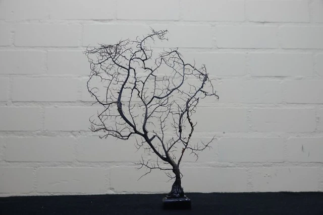 Fine Gorgonian Sea Fan / sea fan on a wooden pedestal...