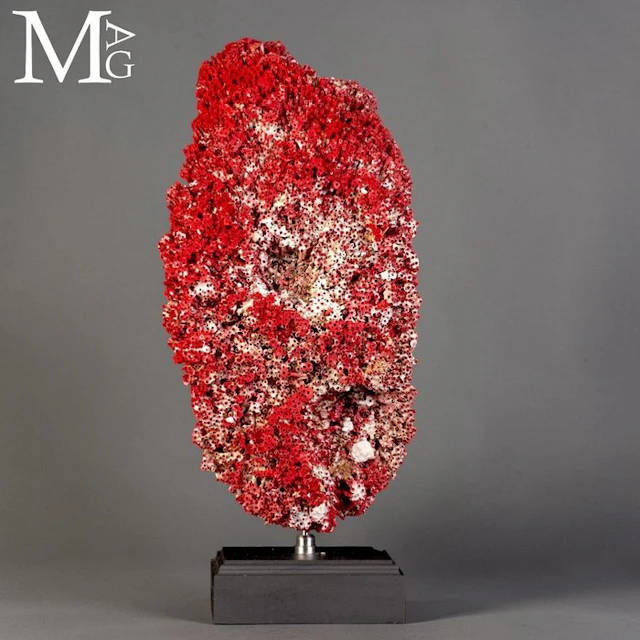Giant Red Coral - Tubipora Musica - Indian Ocean Specimen...