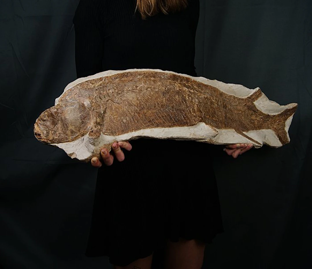 Fish - Fossil skeleton - Impresionante pez fósil de 90 cm - 90 cm