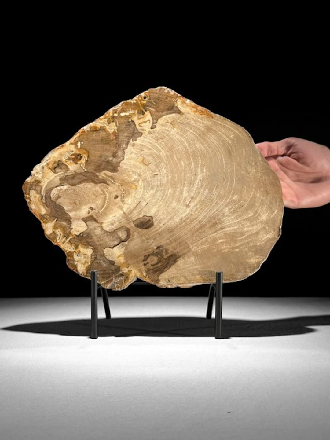 Stunning Slice of Petrified Wood on a custom stand...