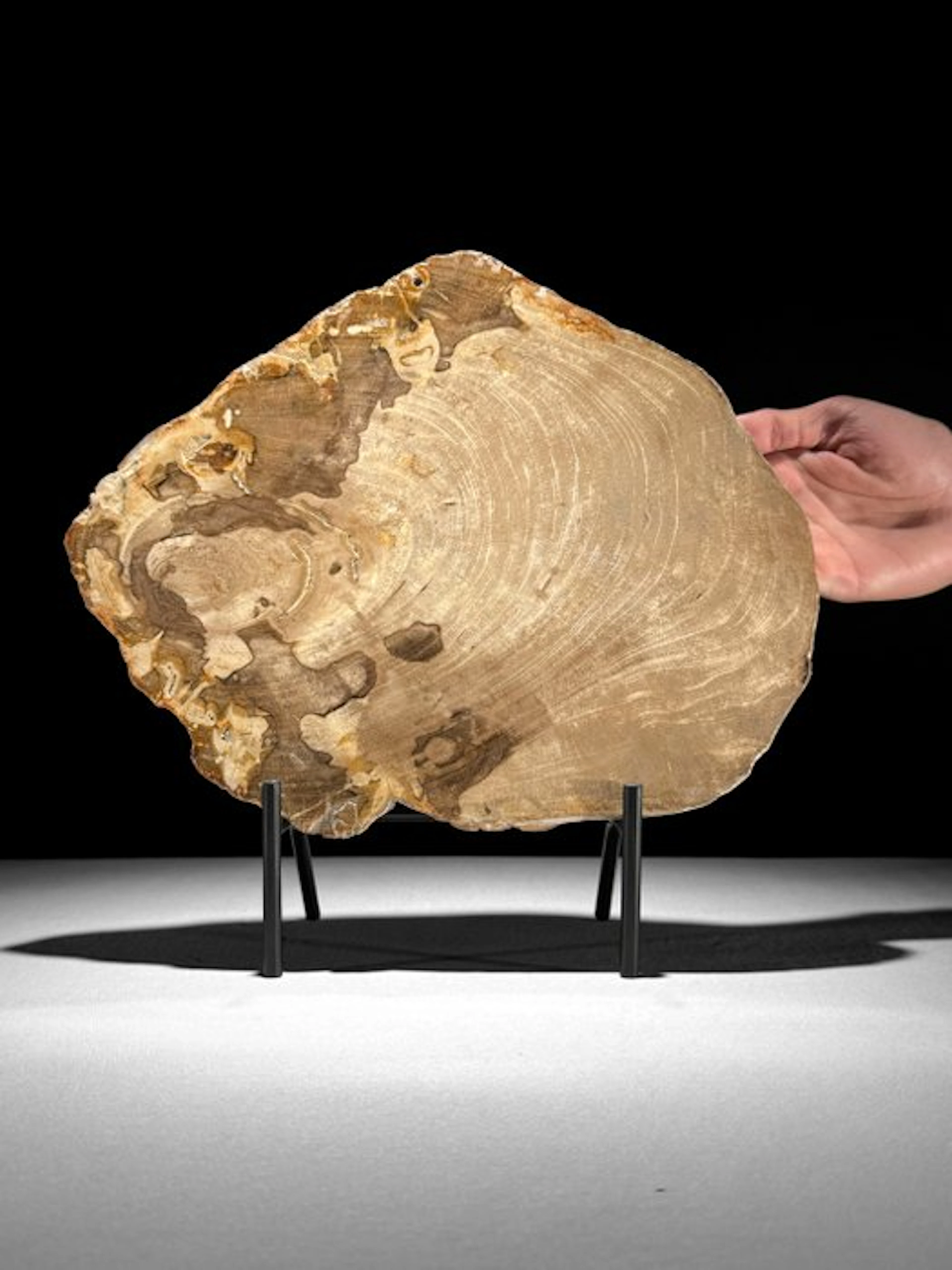 Stunning Slice of Petrified Wood on a custom stand...