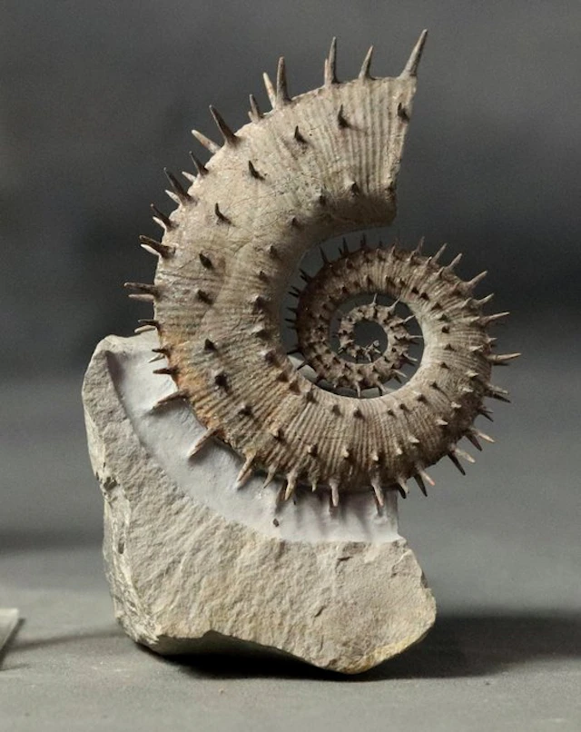 Finest Ammonite - Uncoiled specimen with spines...
