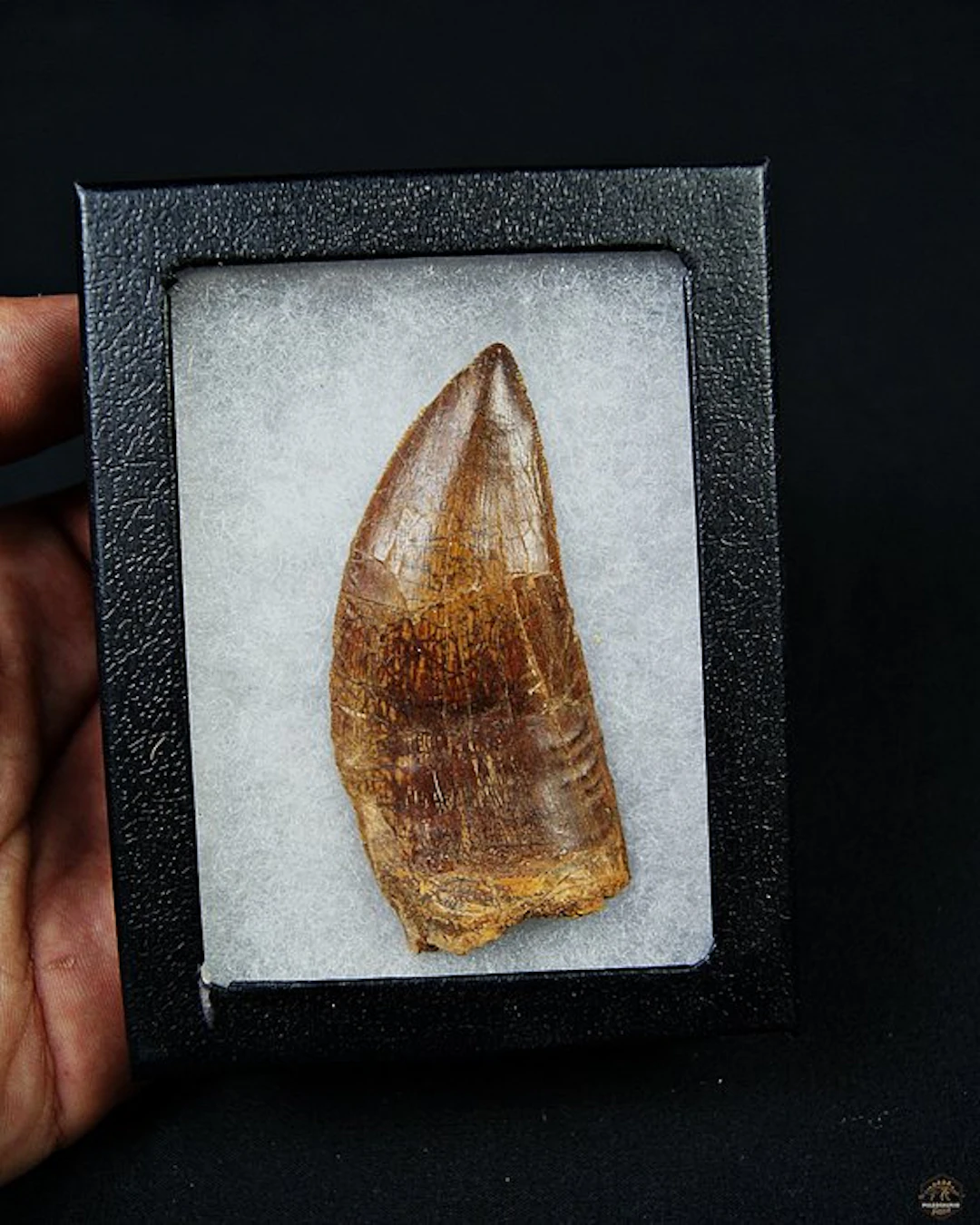 Dinosaur - Fossil tooth - Carcharodontosaurus saharicus - 8.2 cm