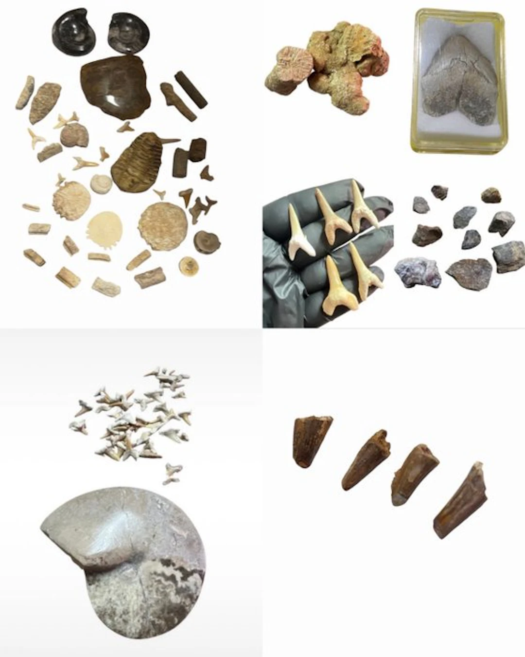 Fossil Collection - Fossilised animal (No reserve price)