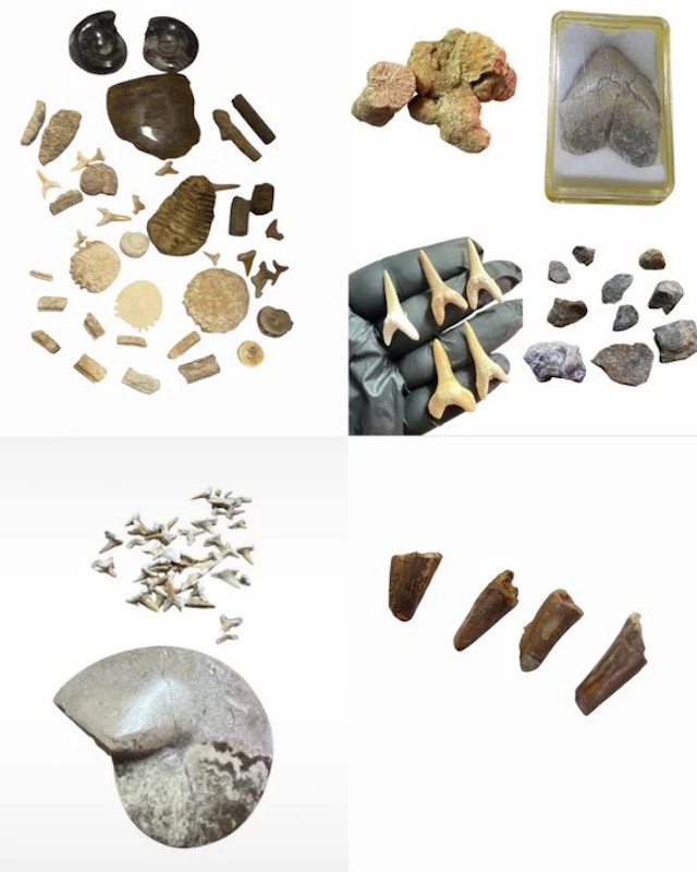 Fossil Collection - Fossilised animal (No reserve price)