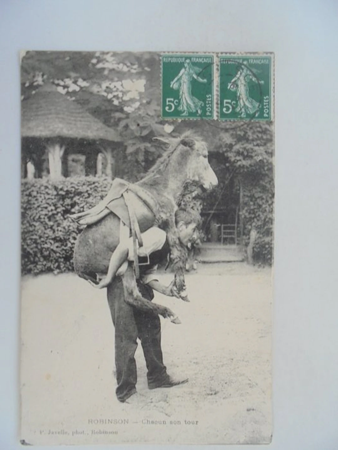 The Donkeys - Postcard (50) - 1900-1980