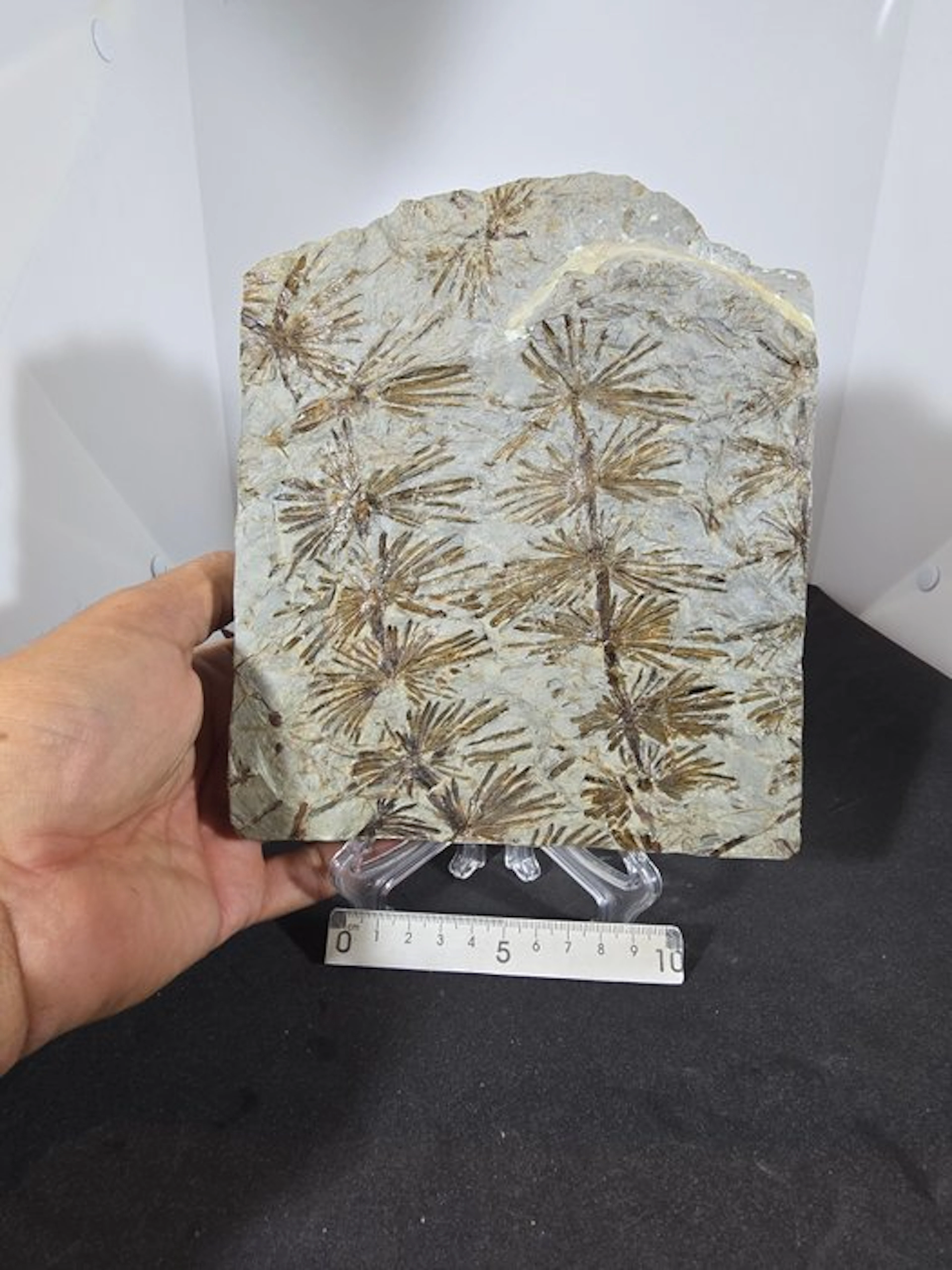 Carboniferous Plant - Fossil plate matrix - Annularia stellata