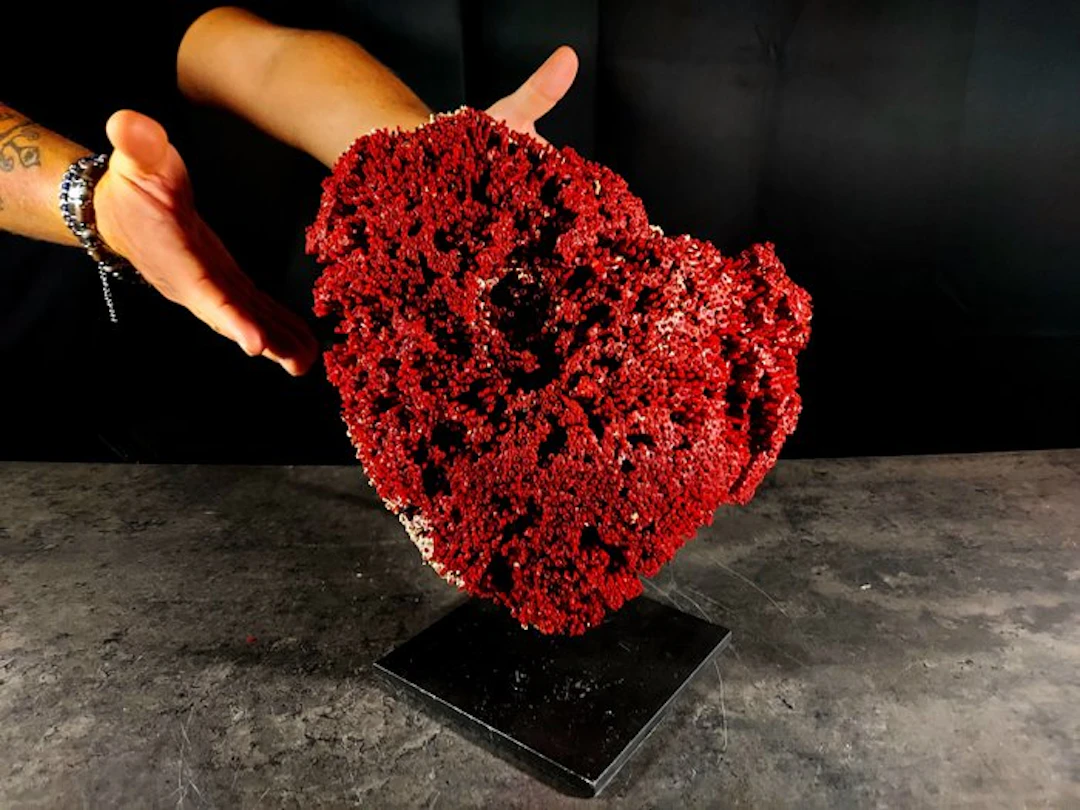 Fascinating red organ-pipe coral Taxidermy full body...