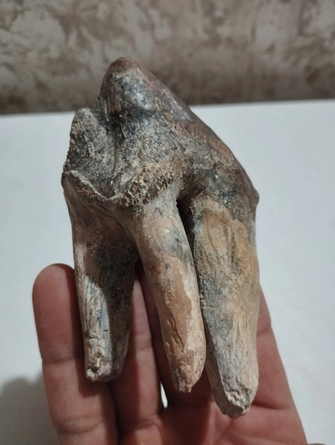 Primitive Whale - Fossil tooth - 10 cm - 5 cm