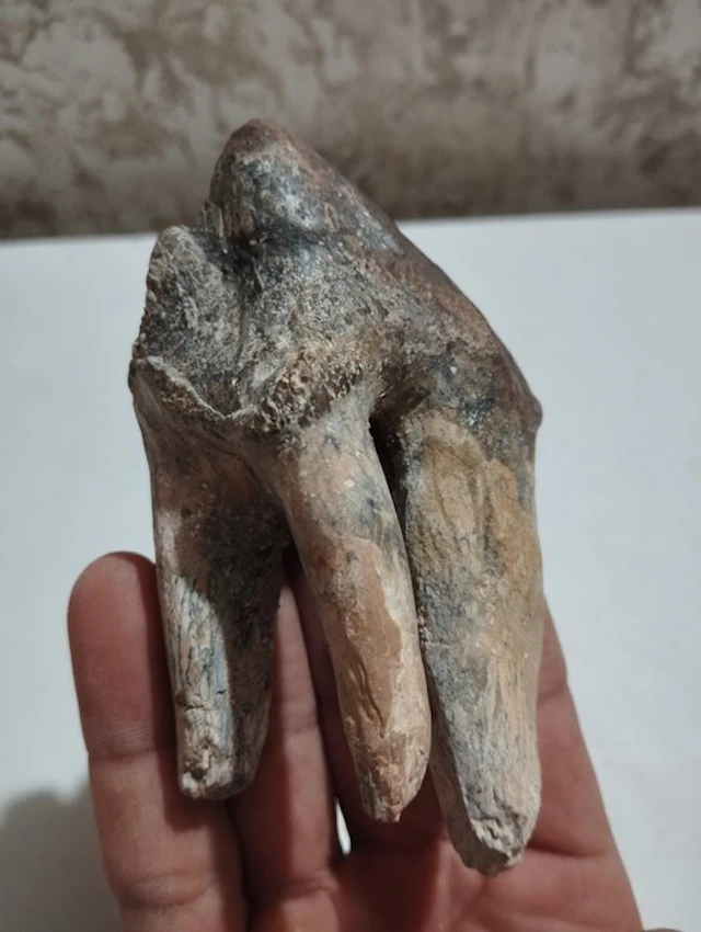 Primitive Whale - Fossil tooth - 10 cm - 5 cm