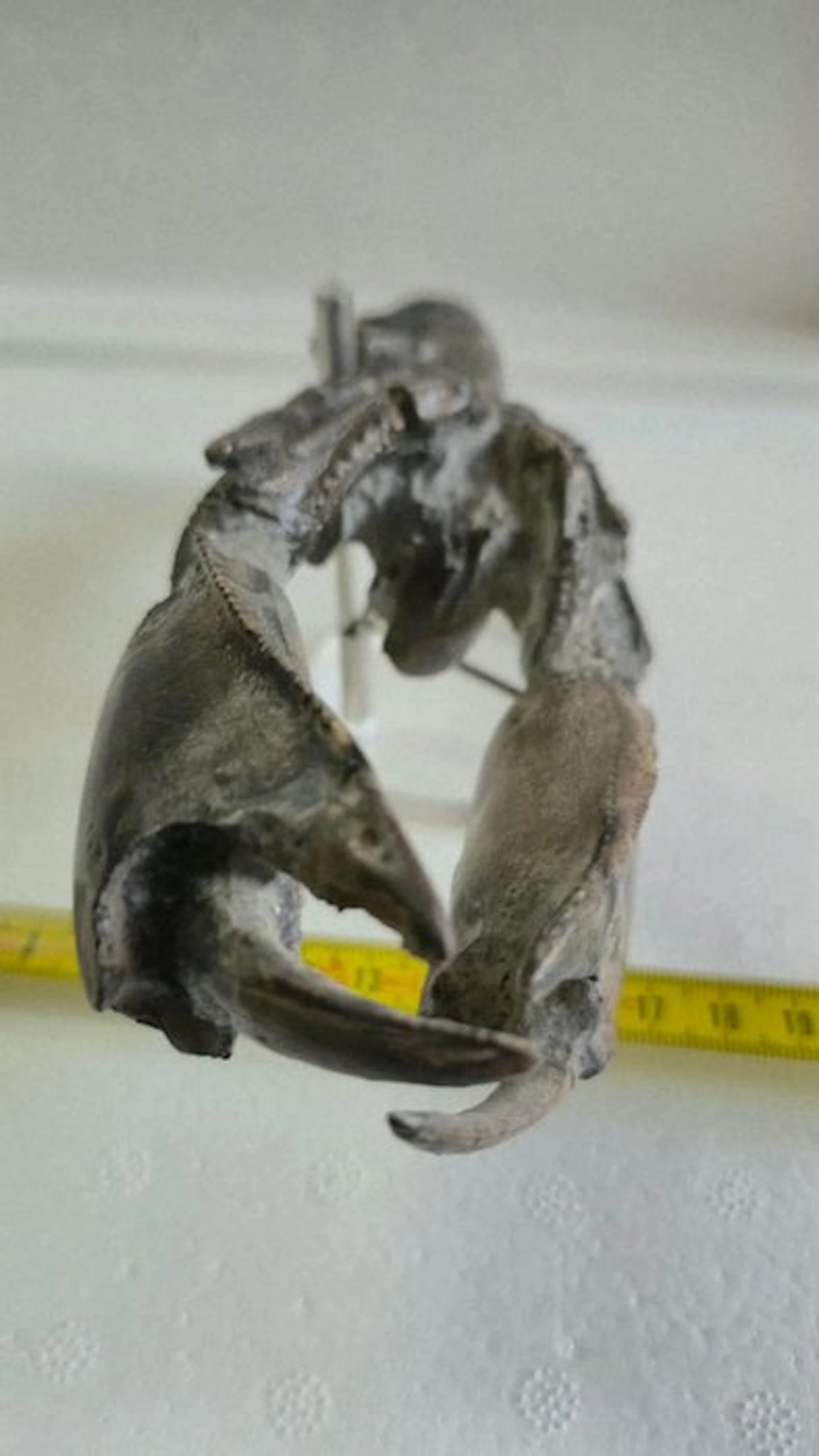 Crustacea - Fossilised animal - Thalassina - 5 cm - 7 cm
