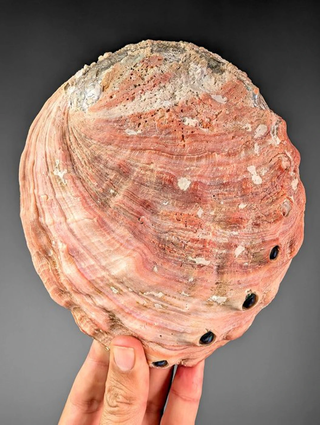 Beautiful red abalone Sea shell - Haliotis rufescens