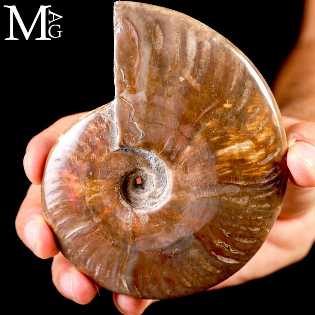 Red Fire Iridescent Cleoniceras Ammonite from the...