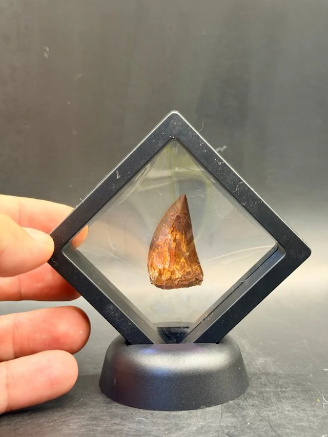 Dinosaur - Fossil tooth - carcharodontosaurus saharicus...