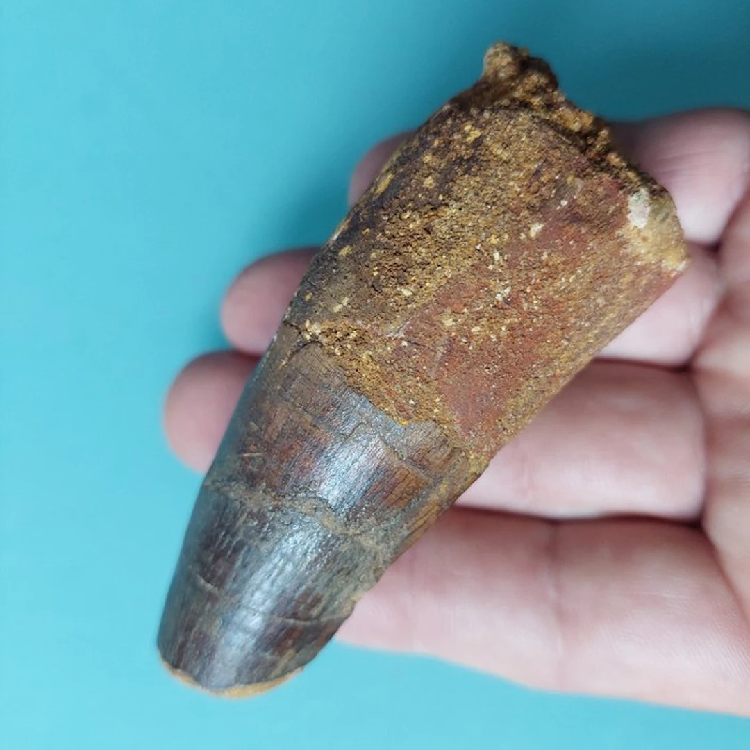 Spinosaur - Fossil tooth - 100 mm - 35 mm
