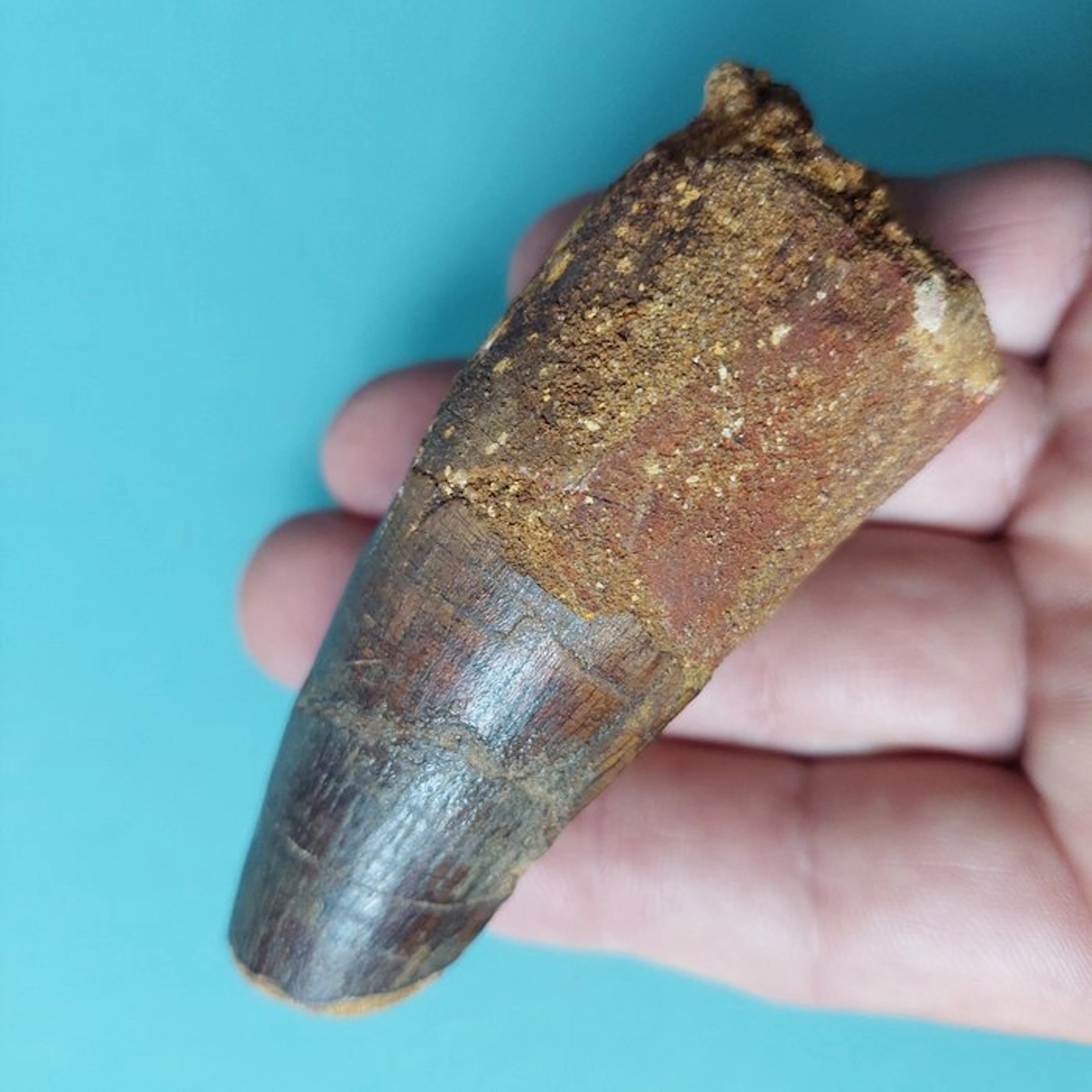 Spinosaur - Fossil tooth - 100 mm - 35 mm