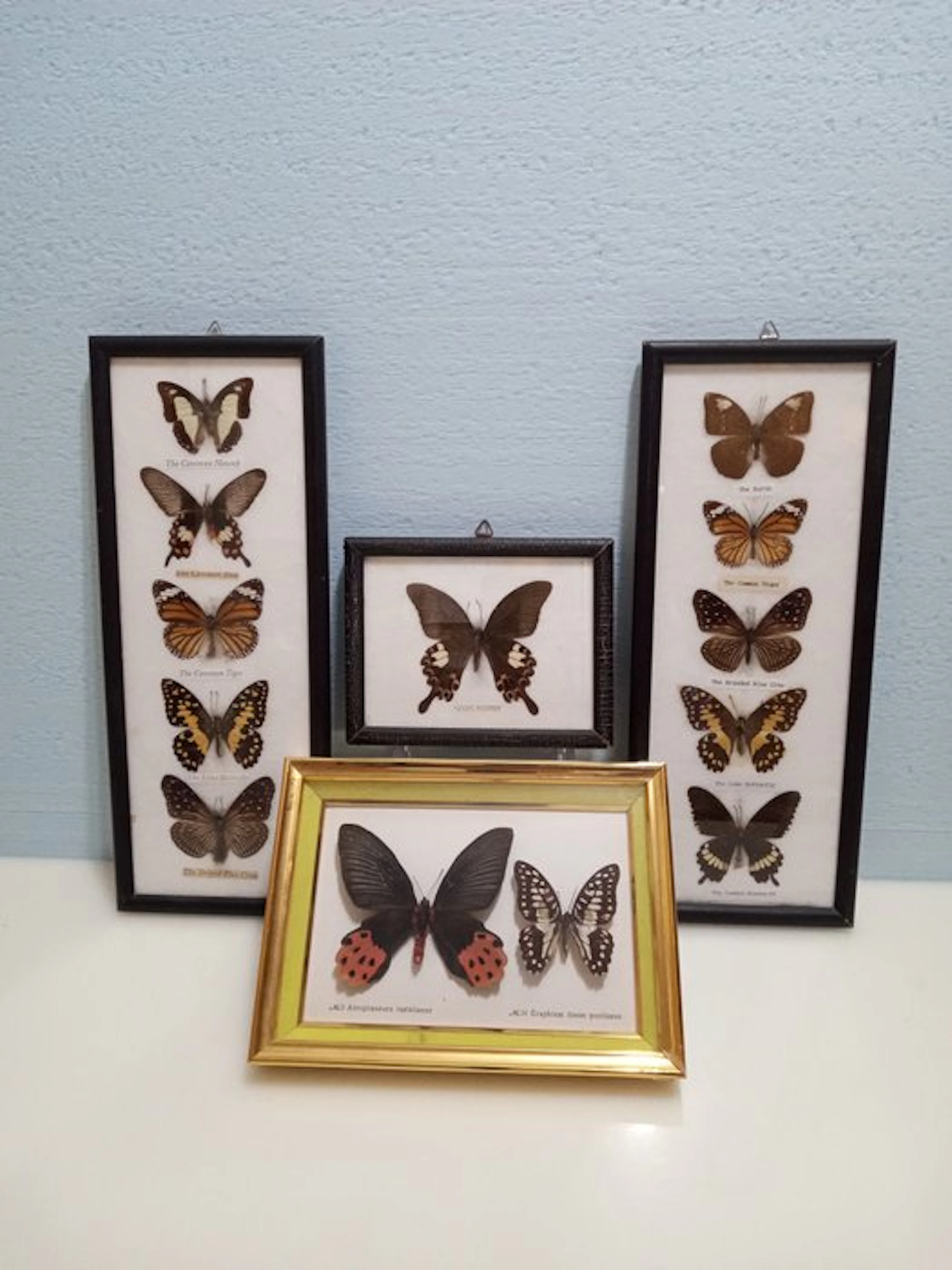 Butterfly Taxidermy full body mount - Varie specie (13)...