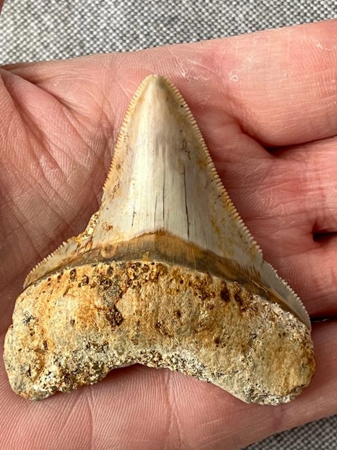 Megalodon tooth 6,9 cm - Fossil tooth - Carcharocles...
