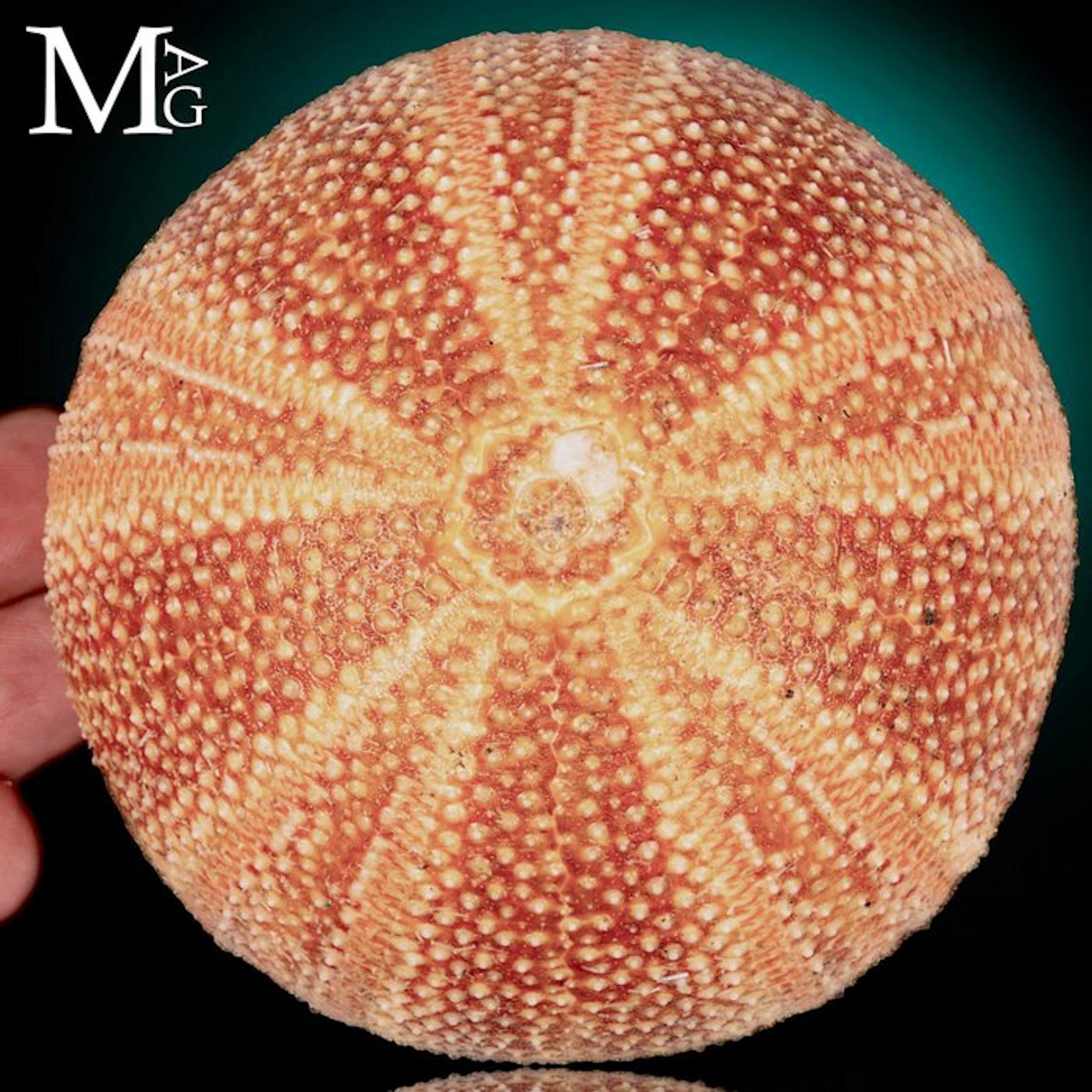 Large Globular Sea Urchin Test with Radiant Pink-Orange...