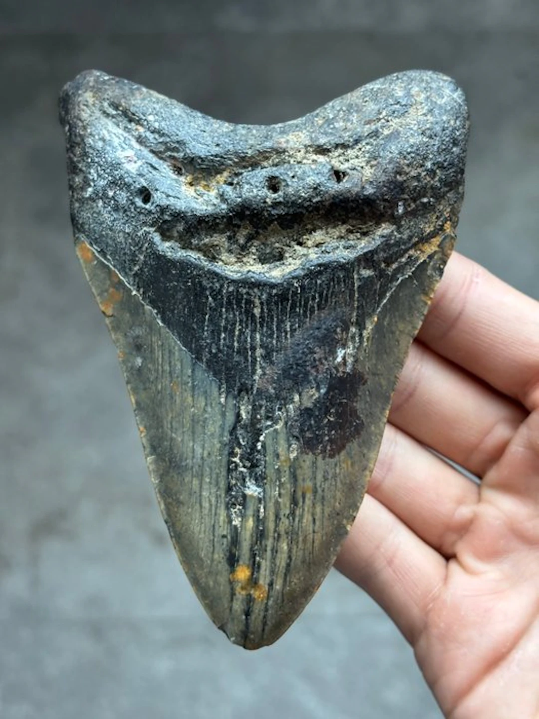 Megalodon - Fossil tooth - Otodus Megalodon - 13.23 cm