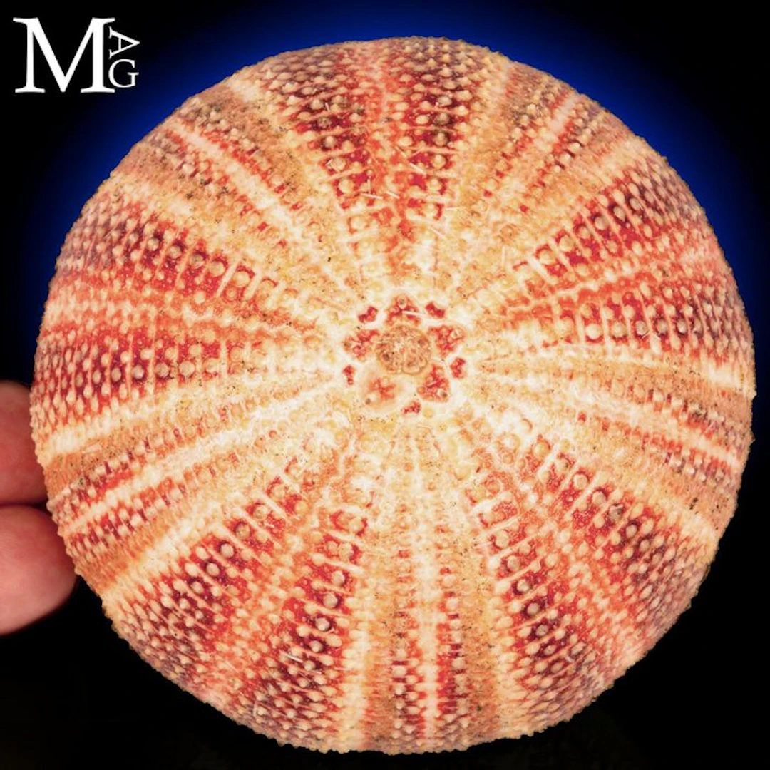 Exquisitely Echinus Esculentus - Natural Vibrant...