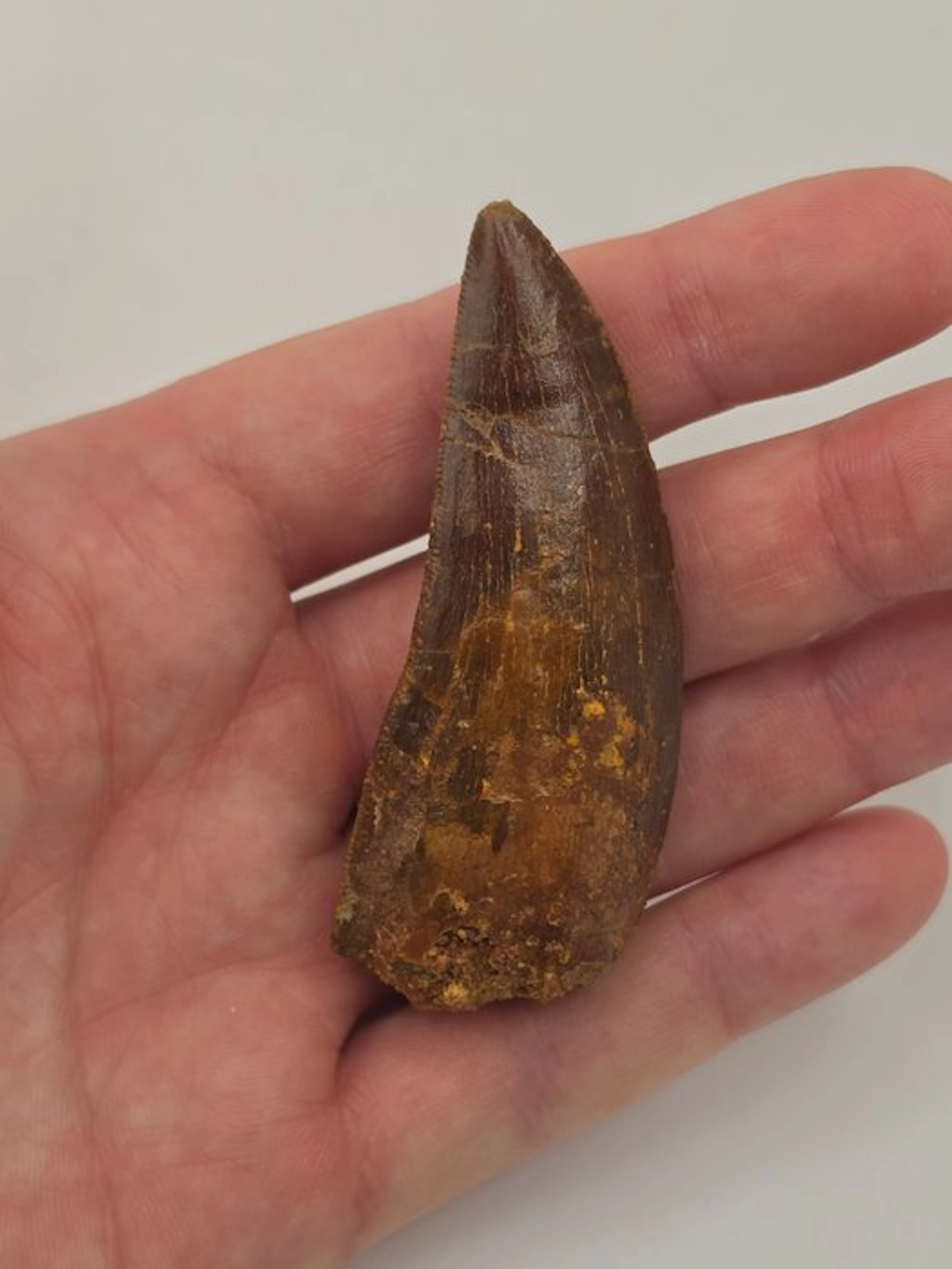 Carcharodontosaur - Fossil tooth - Carcharodontosaurus - 6.5 cm