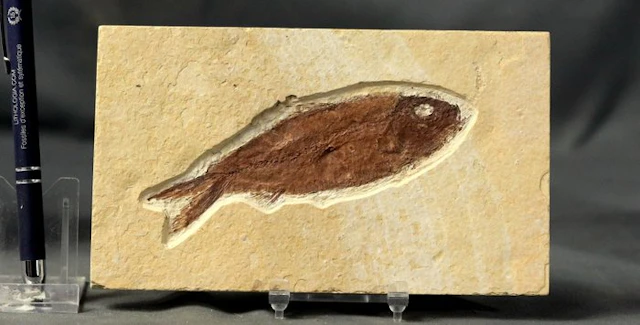 Outstanding Fossil fish - Big one - Fossilised animal...
