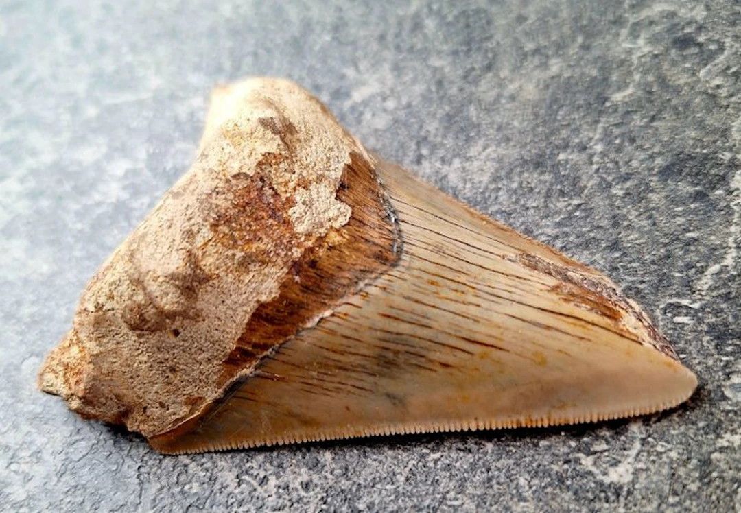 Megalodon - Fossil tooth - 9 cm - 6.3 cm