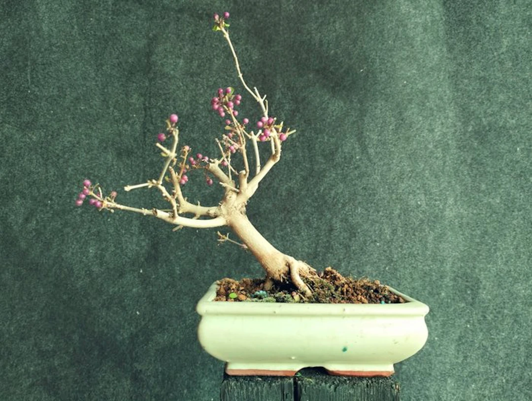 Callicarpa japonica bonsai - Height (Tree): 26 cm - Depth (Tree): 22 cm - Japan