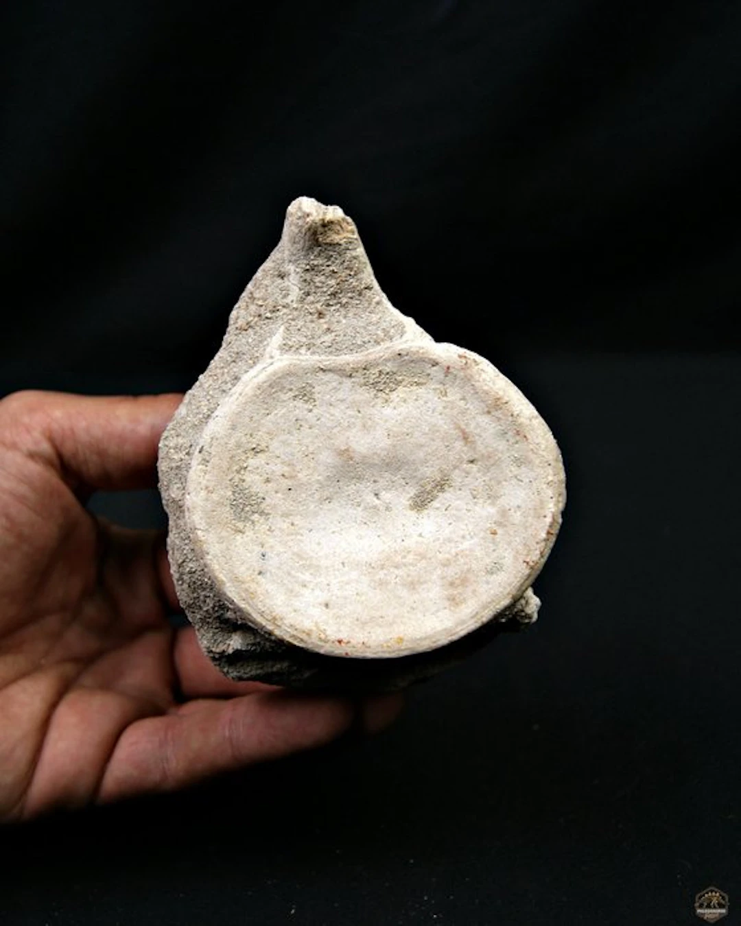 Mosasaur - Fossil bone - Mosasaurus Prognotodon (No reserve price)