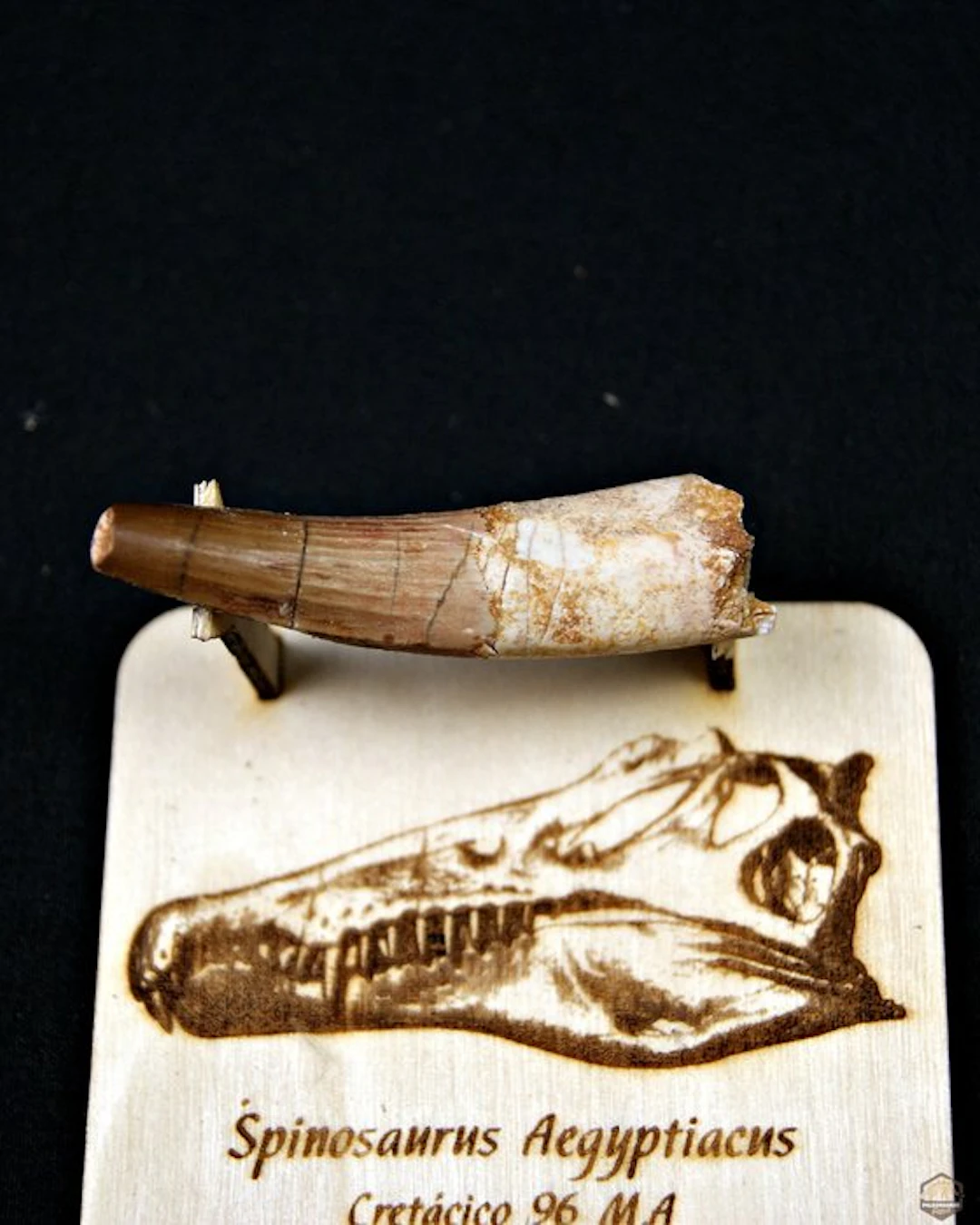 Spinosaur - Fossilised tusk - Spinosaurus aegyptiacus (No reserve price)