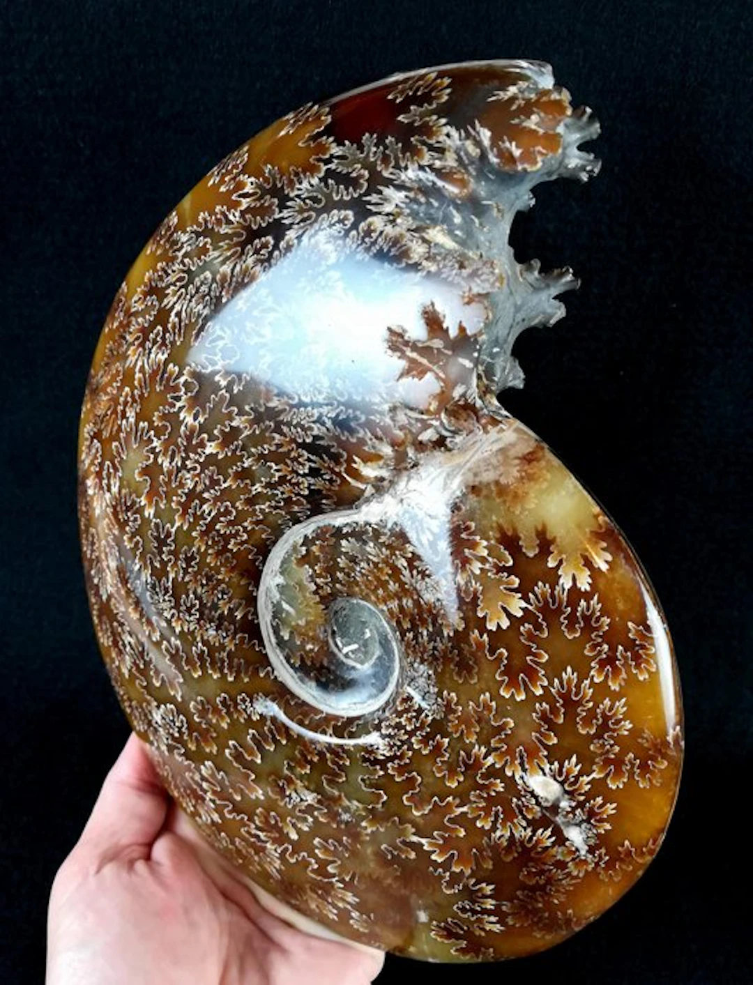 Ammonite - Fossilised animal - Aioloceras (Cleoniceras)...