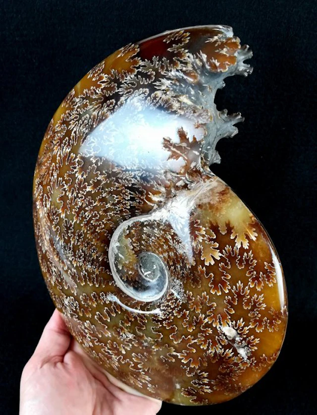 Ammonite - Fossilised animal - Aioloceras (Cleoniceras)...