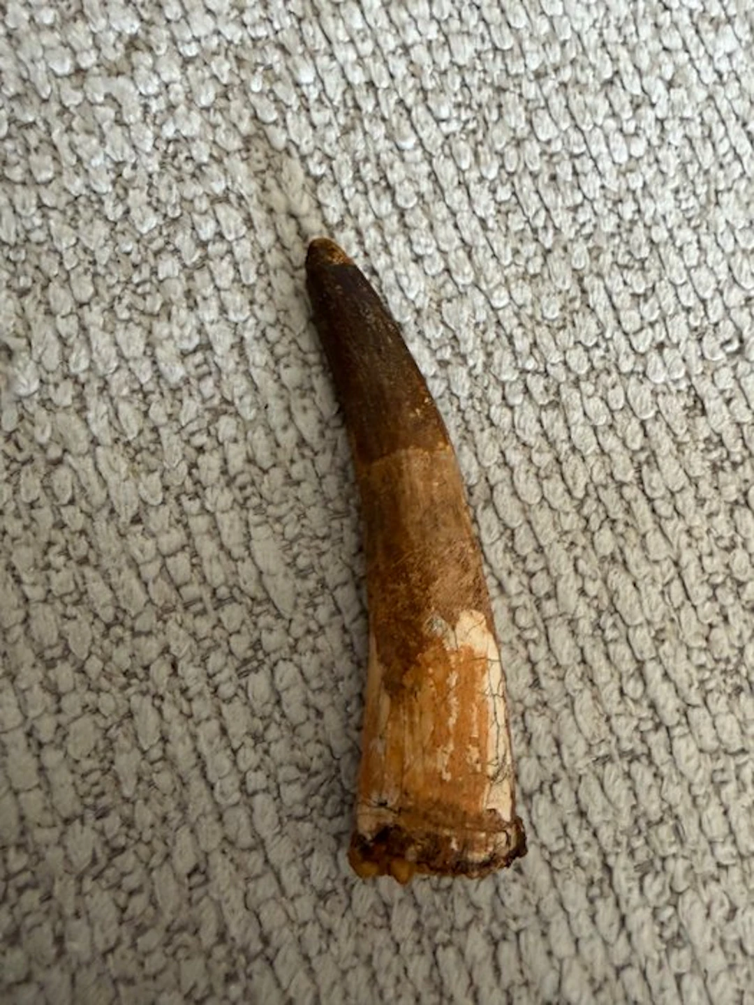 Spinosaur - Fossil tooth - 9.5 cm - 2.5 cm (No reserve price)