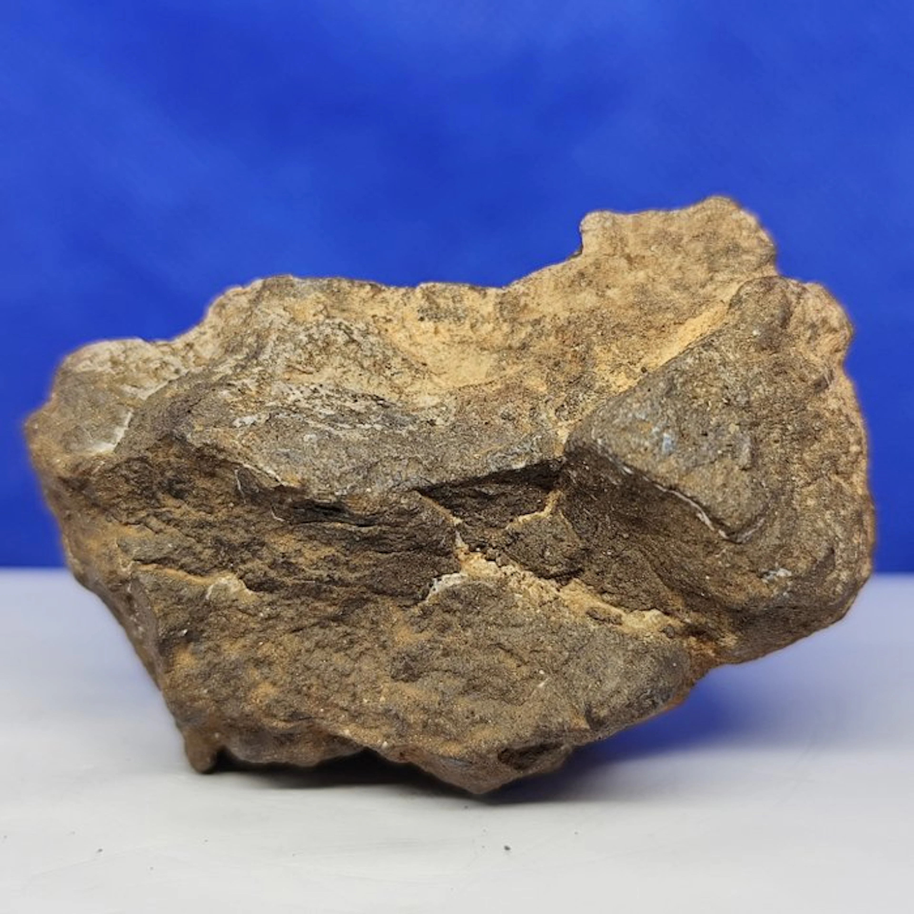 XL CHONDRITE of ENSTATITE!!! Coming from the orbit of...