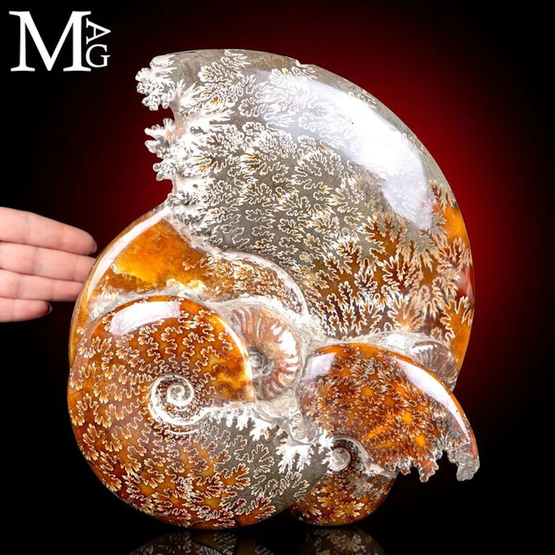 Large Cleoniceras Ammonite with Four Associated Fossils...