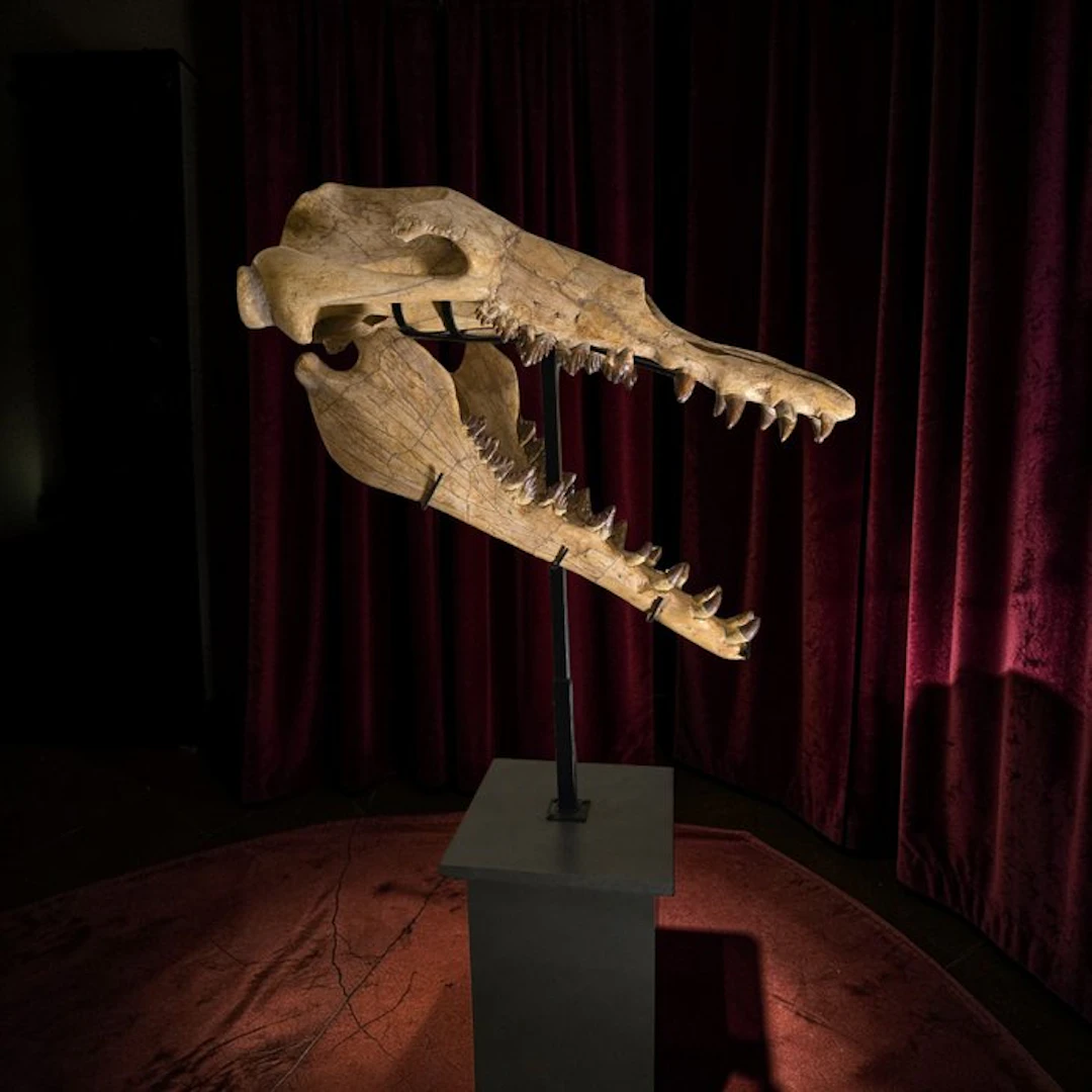 Basilosaurus - Fossil skull - Pezzo Unico - 158 cm - 80 cm