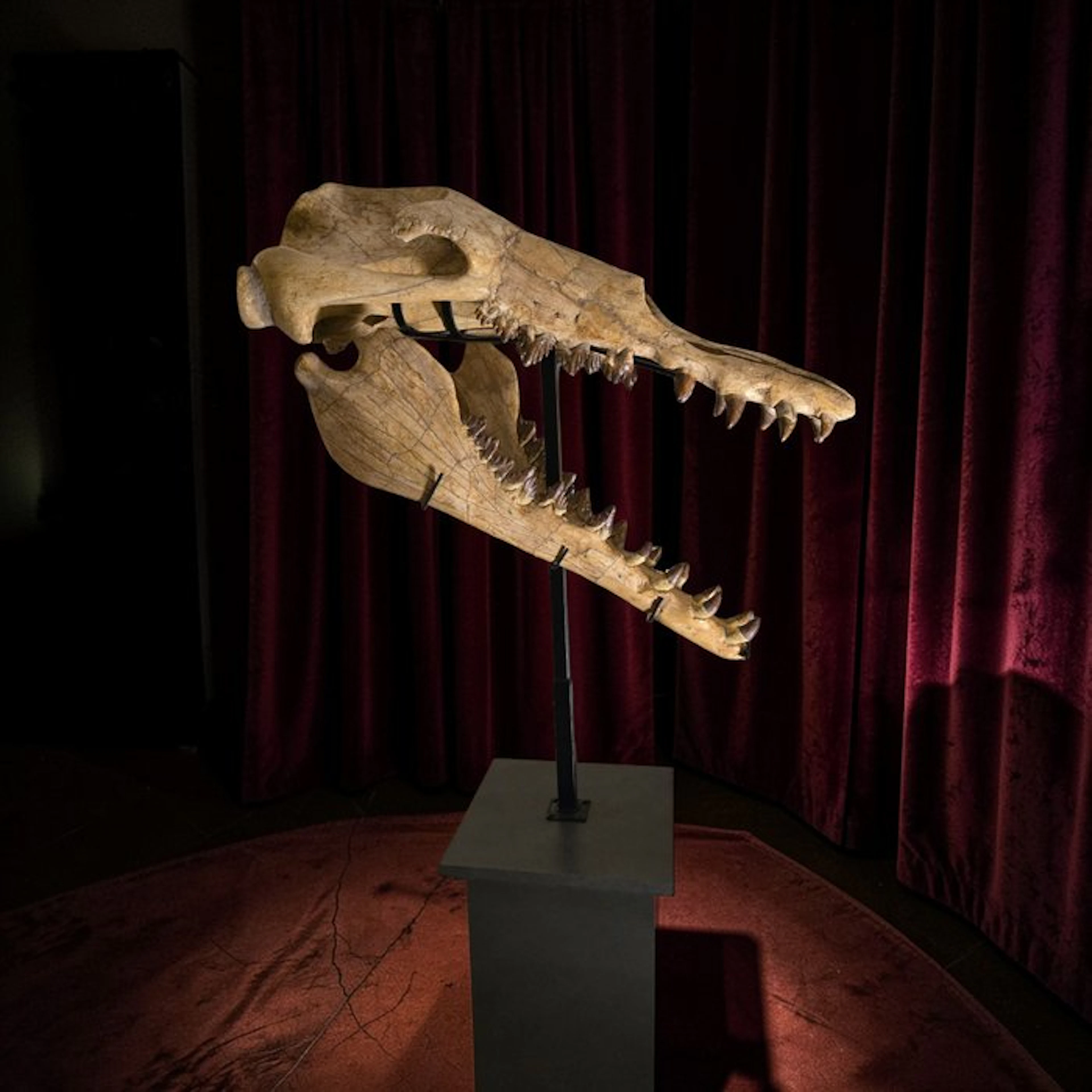 Basilosaurus - Fossil skull - Pezzo Unico - 158 cm - 80 cm