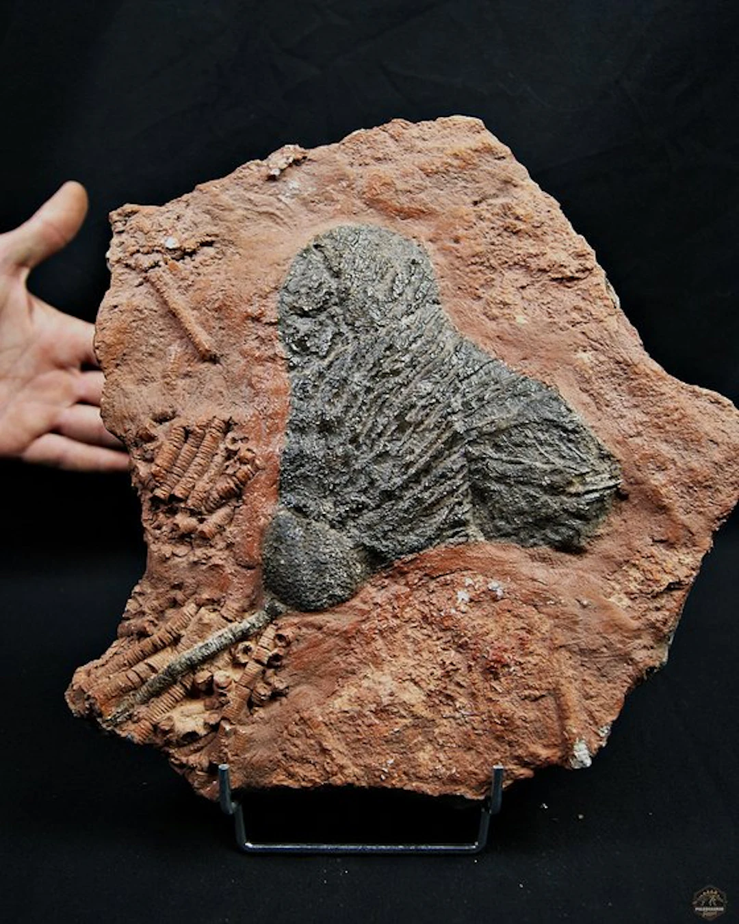 Crinoid - Fossil matrix