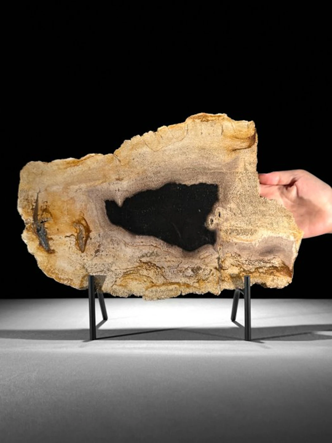 Stunning Slice of Petrified Wood on a custom stand...