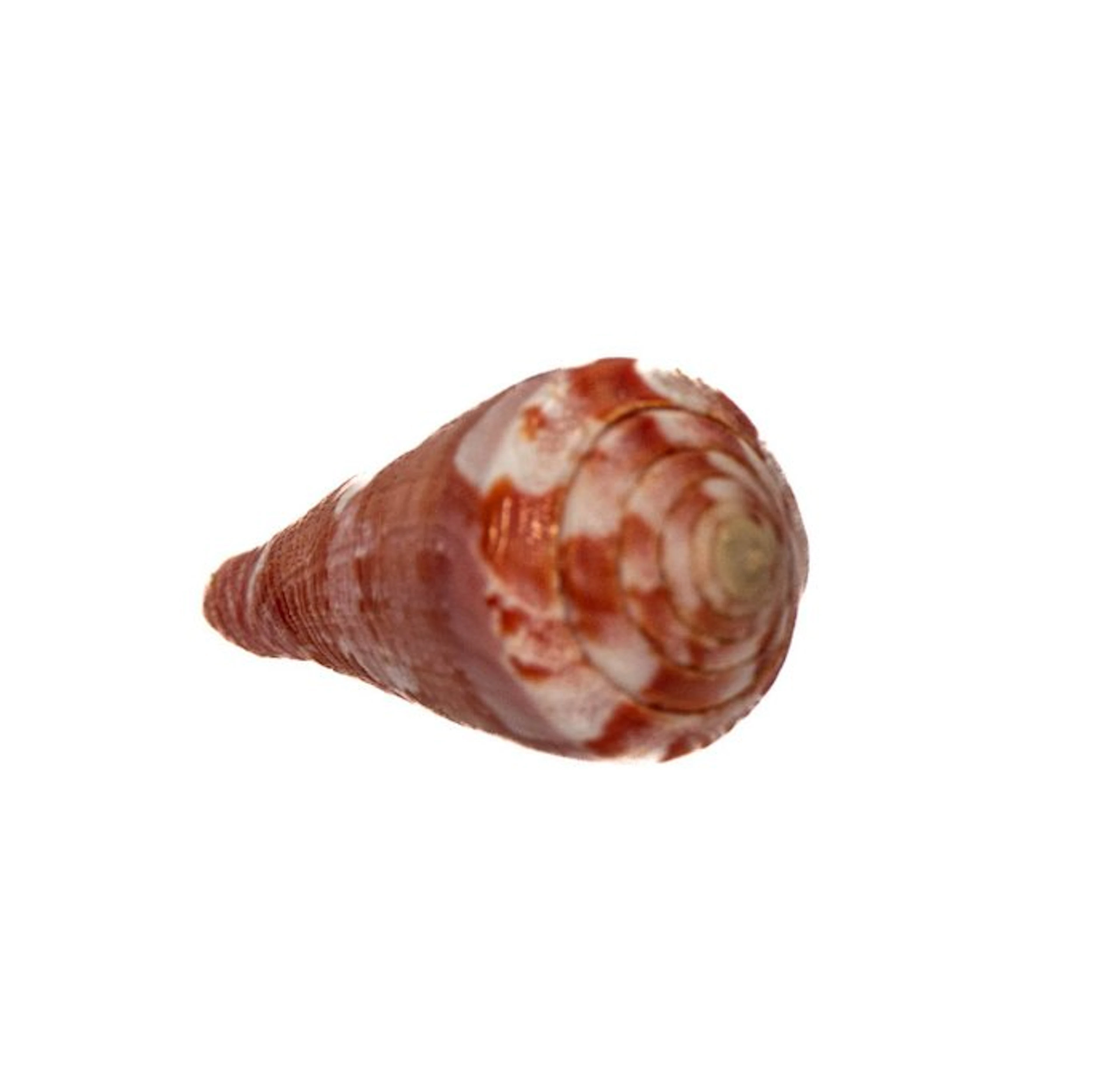 Conus gubernator – Flawless collectible in top coloration...