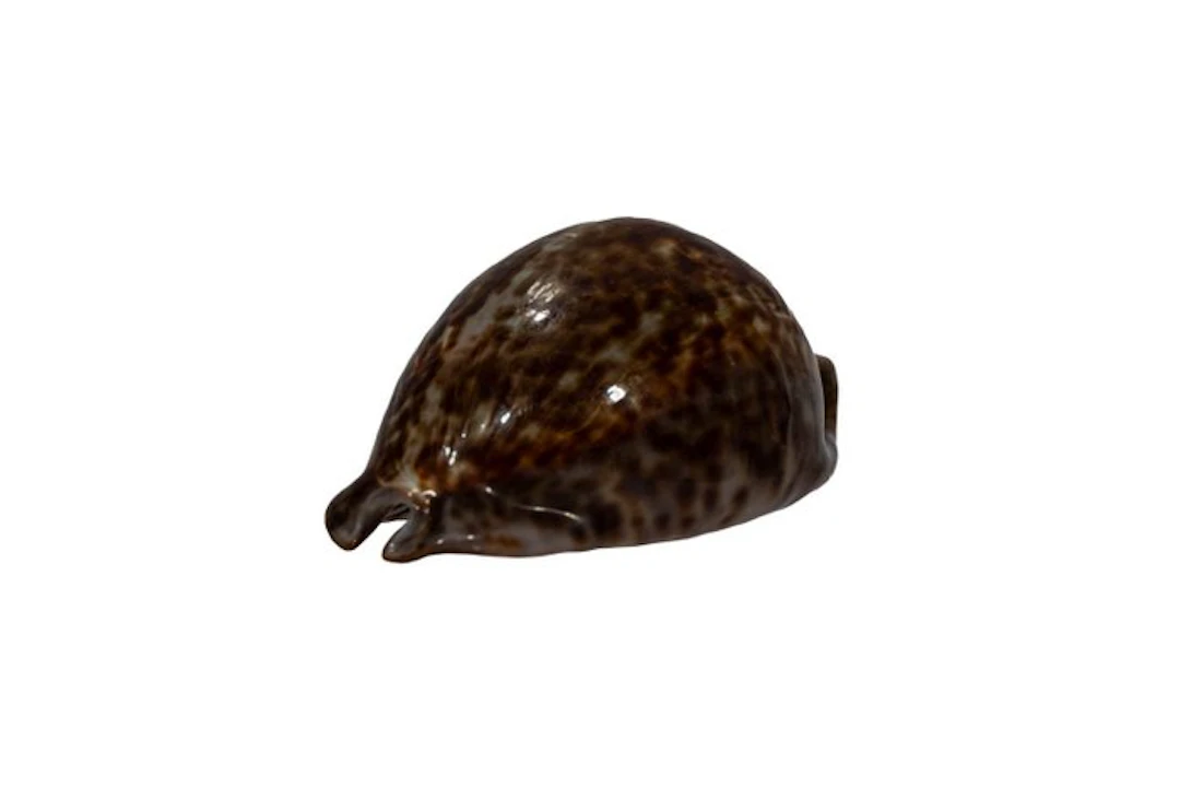 Rare rat cowries: Trona stercoraria (71 mm) – Impeccable...