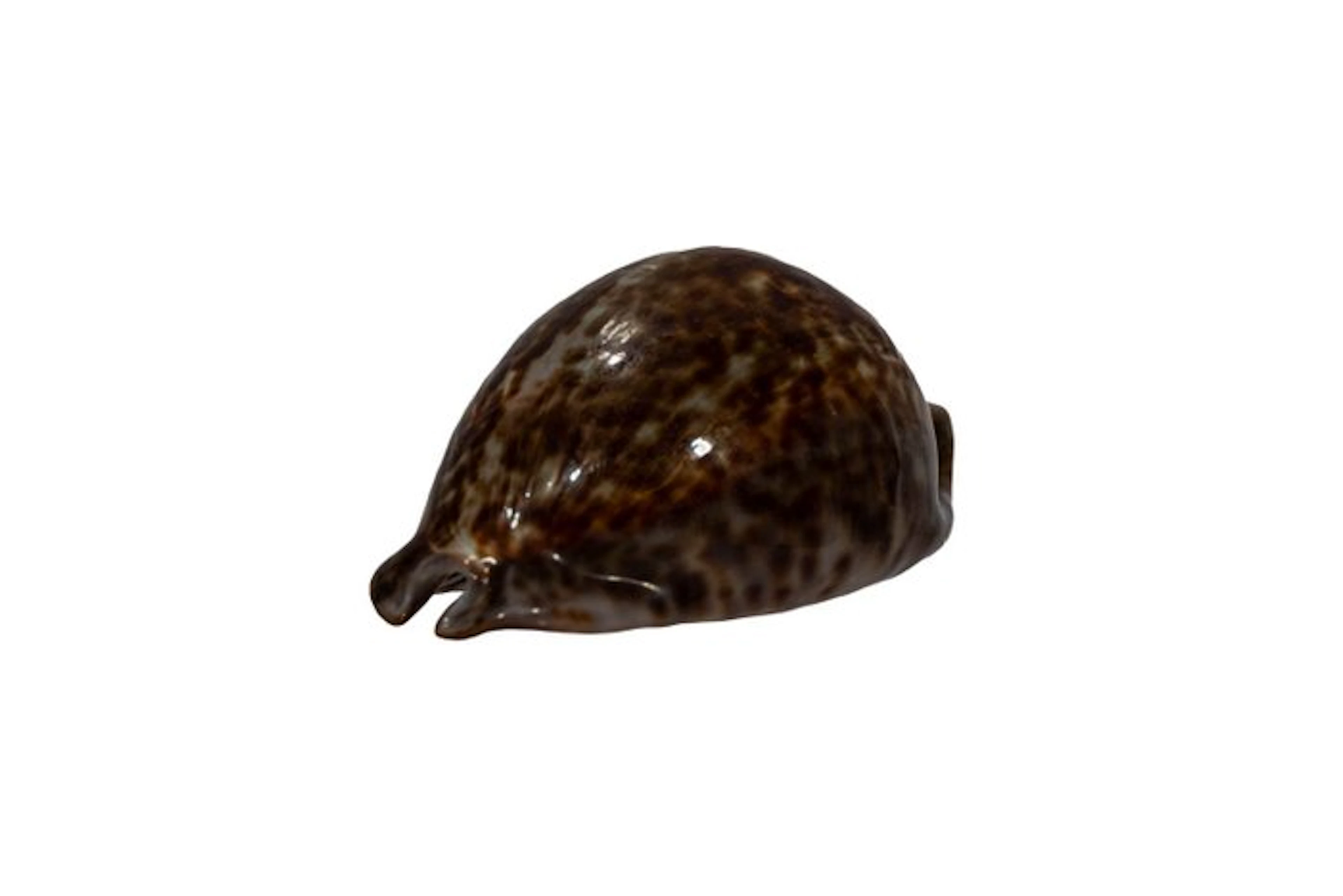 Rare rat cowries: Trona stercoraria (71 mm) – Impeccable...
