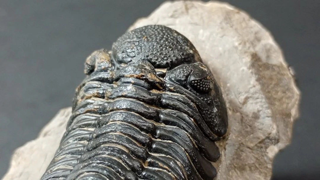 Trilobite - Fossil carapace - Morocops Ovatus - 10 cm (No reserve price)