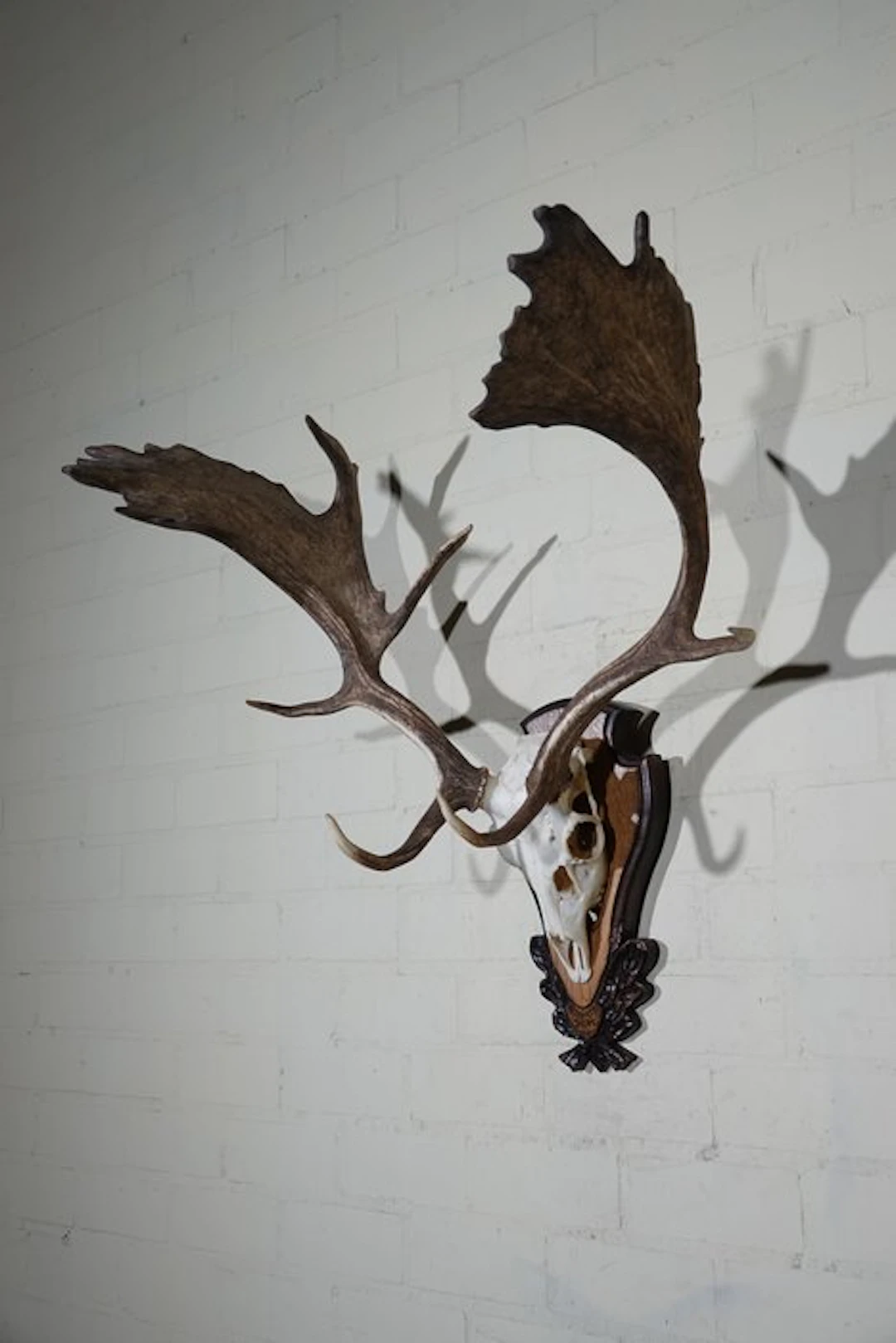 Fallow Buck Trophy Skull - Dama dama - 52 cm - 85 cm - 84 cm- non-CITES species