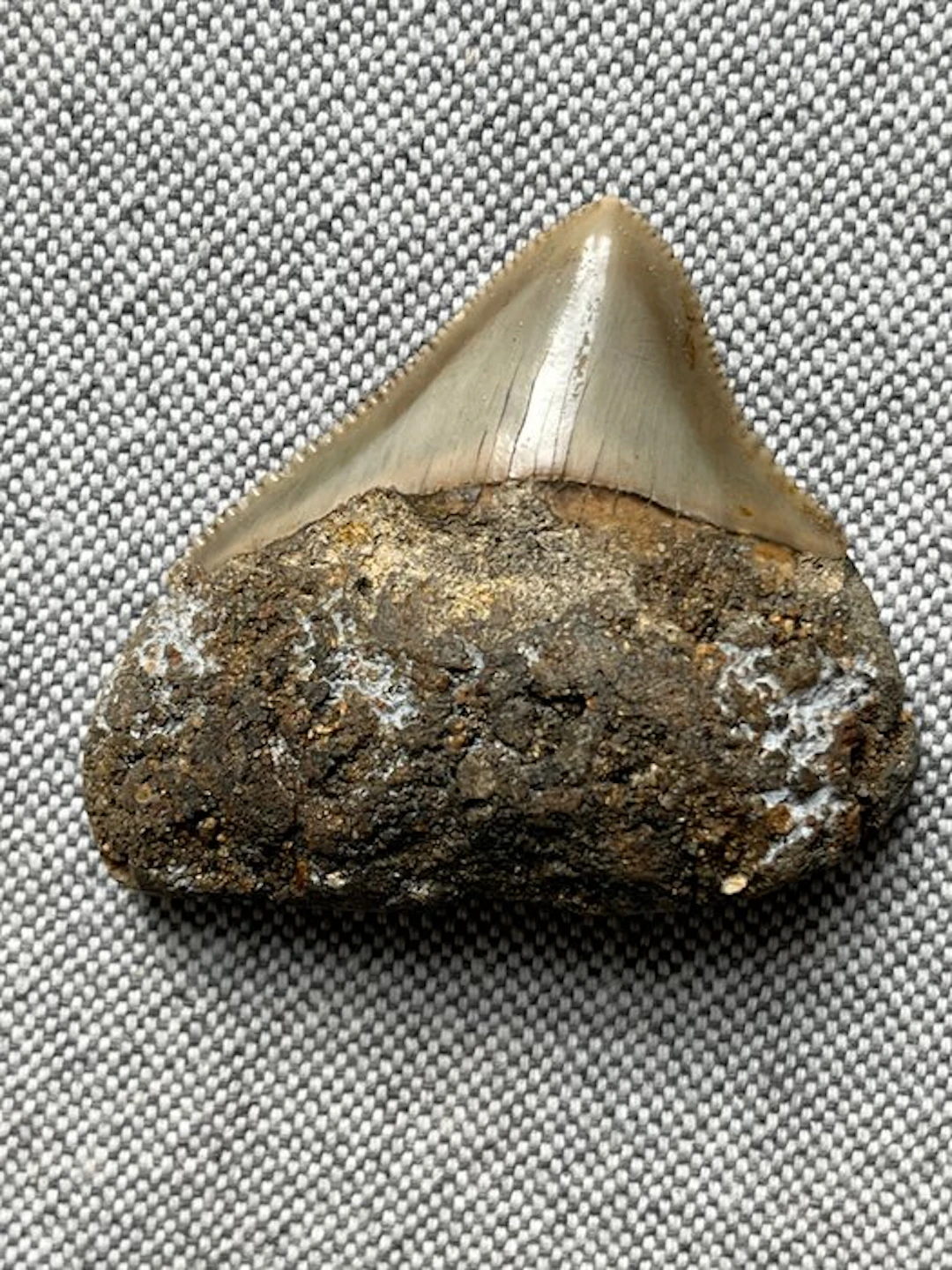 Megalodon tooth 5,4 cm - Fossil tooth - Carcharocles...