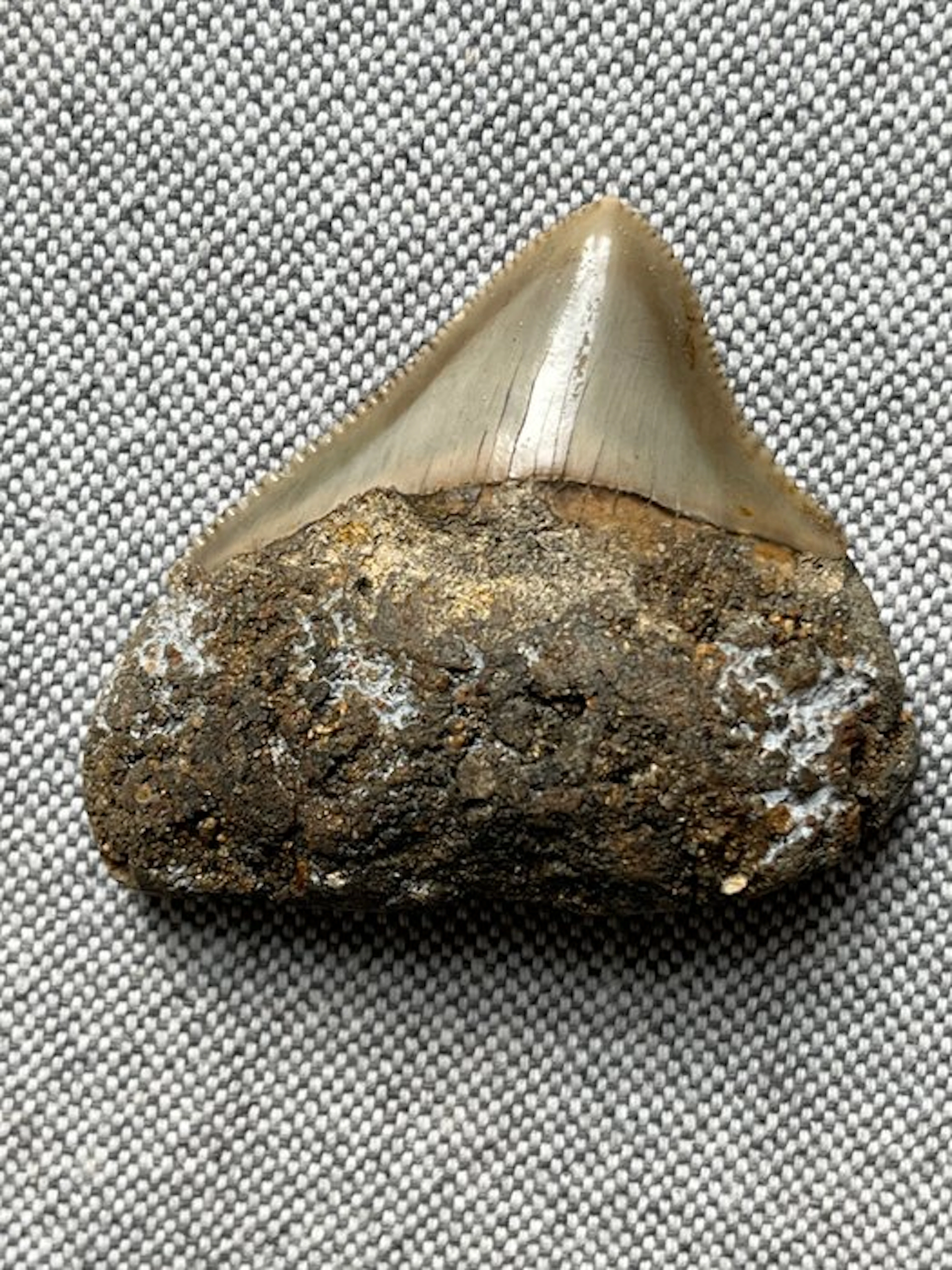 Megalodon tooth 5,4 cm - Fossil tooth - Carcharocles...